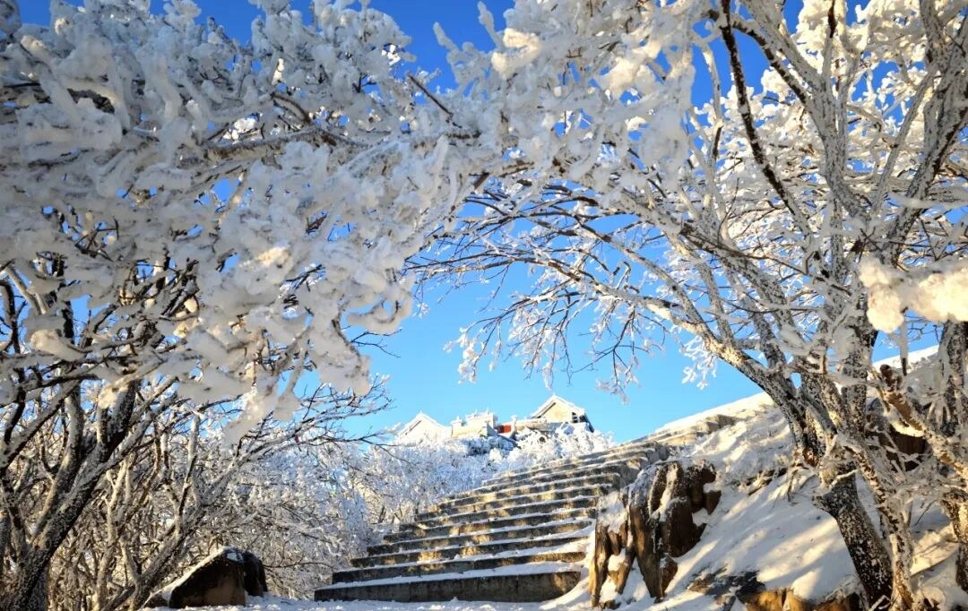 China Scenic Spots Association Praises Mount Tai's Rime Beauty