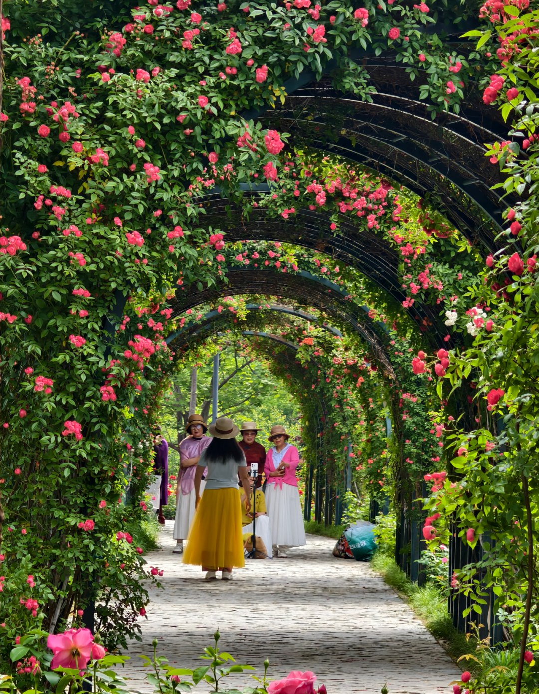 🤳Superbly Photogenic! 20,000 Square Meters of Roses in Full Bloom in Beijing——