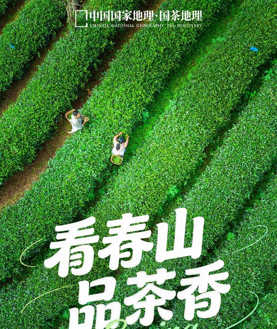 In the Fragrance of Tea, Encounter the Most Beautiful Spring in China