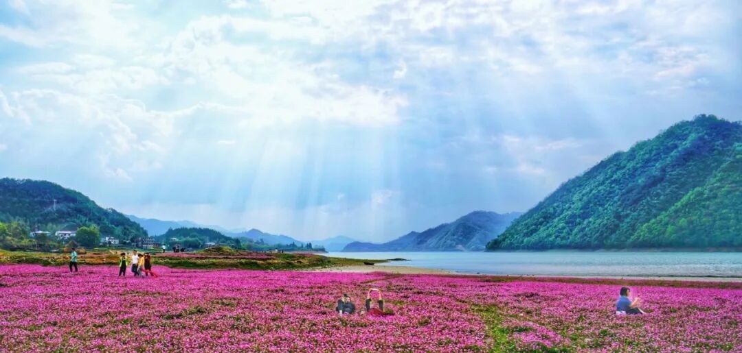China's Top Blossom-Viewing Spots: Yellow, Pink, Red, and White Dominate Spring