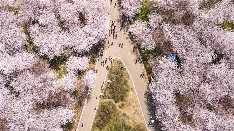 China's Flower Appreciation Season: Fragrance Overflows the Globe